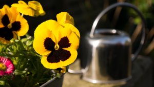 Kétnyári virágokkal díszíti a közparkokat a Főkert