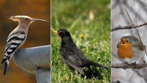 Keresik a 2015-ös év madarát